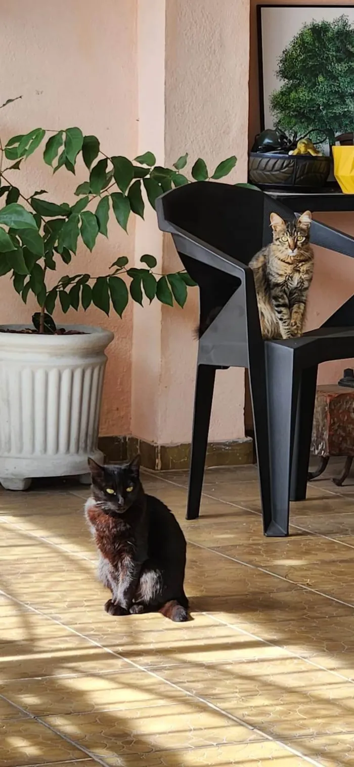 Gato ra a SRD-ViraLata idade 2 a 6 meses nome Zeus