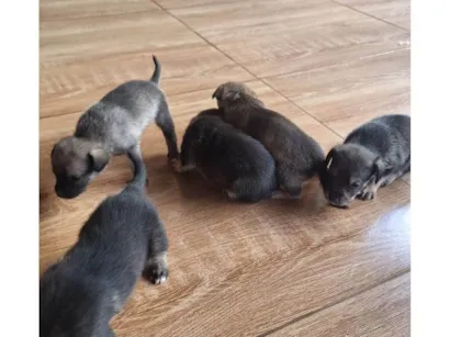 Cachorro raça SRD-ViraLata idade 2 a 6 meses nome CACAU