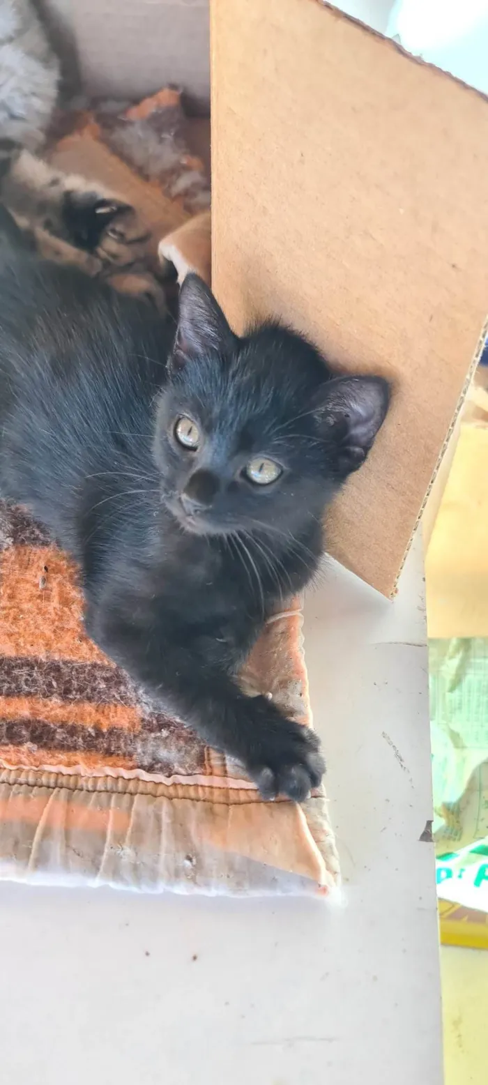 Gato ra a SRD-ViraLata idade Abaixo de 2 meses nome PERIGO