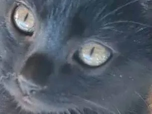 Gato ra a SRD-ViraLata idade Abaixo de 2 meses nome PERIGO