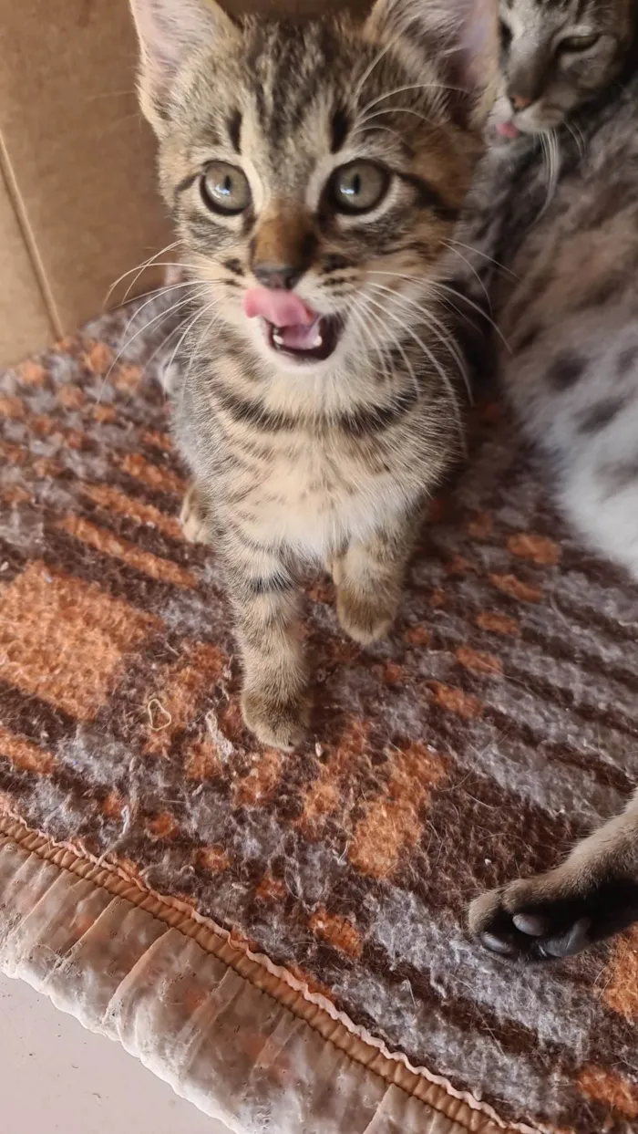 Gato ra a SRD-ViraLata idade Abaixo de 2 meses nome pandora