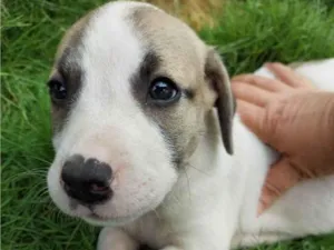 Cachorro raça SRD-ViraLata idade Abaixo de 2 meses nome SCARLATE ORRARA