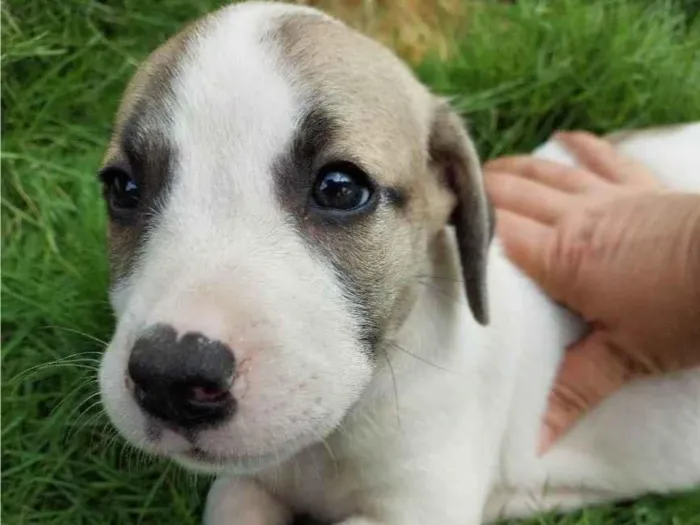 Cachorro ra a SRD-ViraLata idade Abaixo de 2 meses nome SCARLATE ORRARA