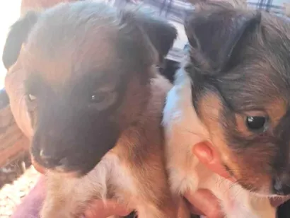 Cachorro raça SRD-ViraLata idade 2 a 6 meses nome Dog Dog