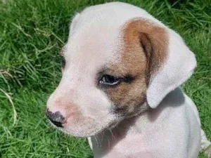 Cachorro raça SRD-ViraLata idade Abaixo de 2 meses nome EMMA WATSON