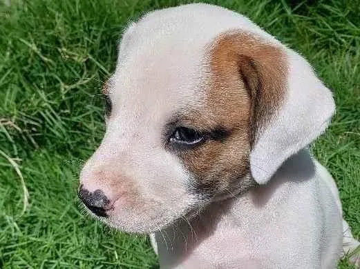Cachorro ra a SRD-ViraLata idade Abaixo de 2 meses nome EMMA WATSON