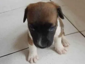 Cachorro raça SRD-ViraLata idade Abaixo de 2 meses nome PITUQUINHA