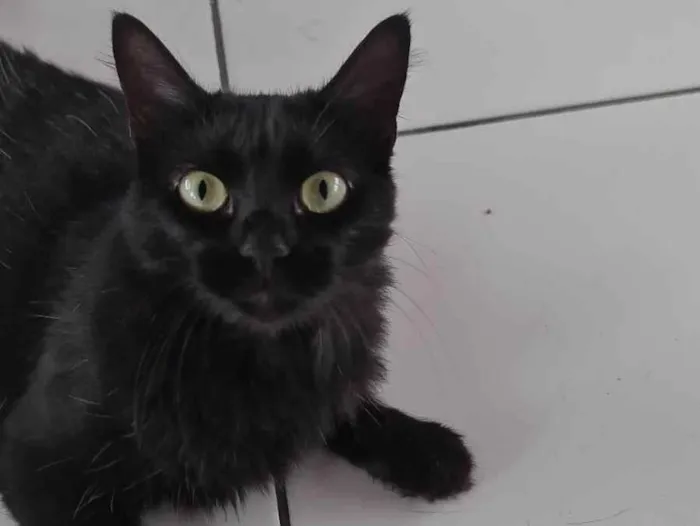 Gato ra a SRD-ViraLata idade 2 a 6 meses nome SANY CASTRADA