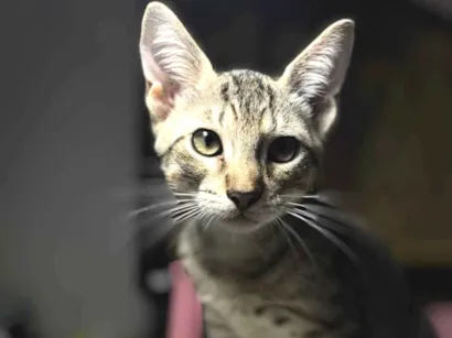 Gato raça SRD-ViraLata idade 2 a 6 meses nome Natali Monteiro