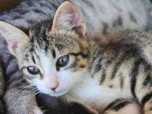 Gato raça SRD-ViraLata idade 2 a 6 meses nome FRED