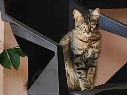 Gato ra a SRD-ViraLata idade 2 a 6 meses nome Zeus