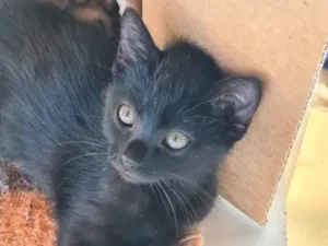 Gato raça SRD-ViraLata idade Abaixo de 2 meses nome PERIGO
