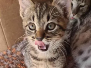 Gato raça SRD-ViraLata idade Abaixo de 2 meses nome pandora