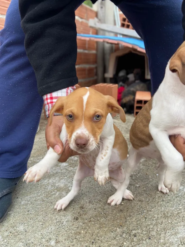 Cachorro ra a SRD-ViraLata idade 2 a 6 meses nome Sem nome 