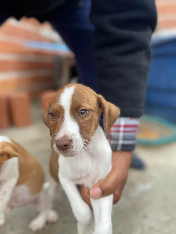 Cachorro ra a SRD-ViraLata idade 2 a 6 meses nome Sem nome