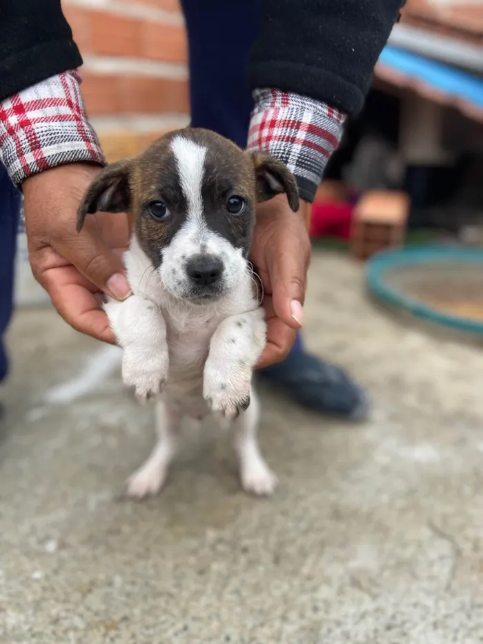 Cachorro ra a SRD-ViraLata idade 2 a 6 meses nome Sem nome para vc escolher o que colocar 