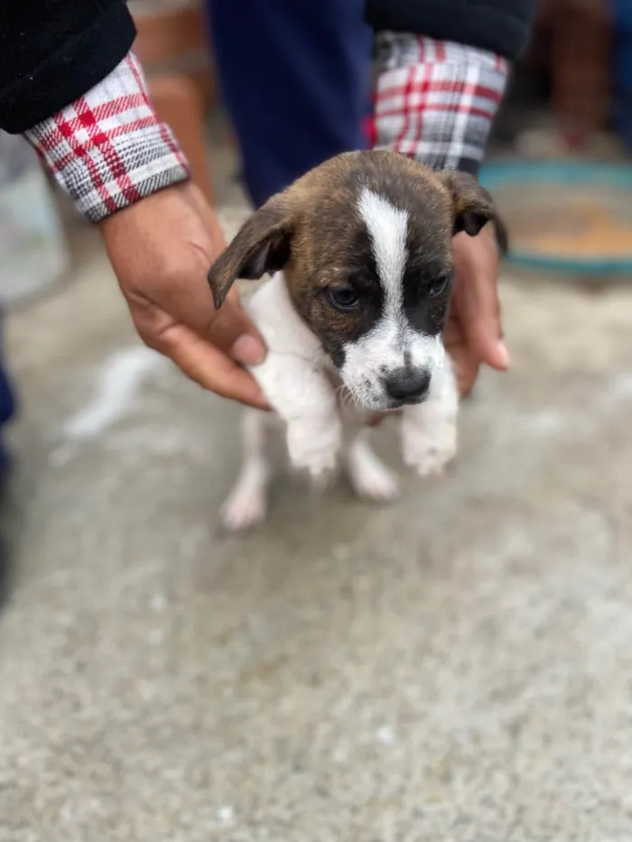 Cachorro ra a SRD-ViraLata idade 2 a 6 meses nome Sem nome para vc escolher o que colocar 