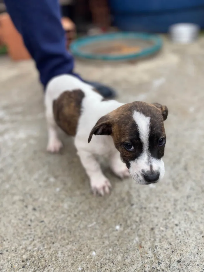 Cachorro ra a SRD-ViraLata idade 2 a 6 meses nome Sem nome para vc escolher o que colocar 