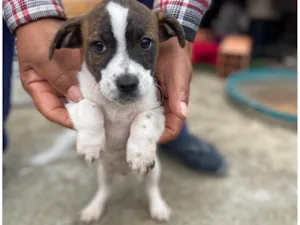 Cachorro raça SRD-ViraLata idade 2 a 6 meses nome Sem nome para vc escolher o que colocar 