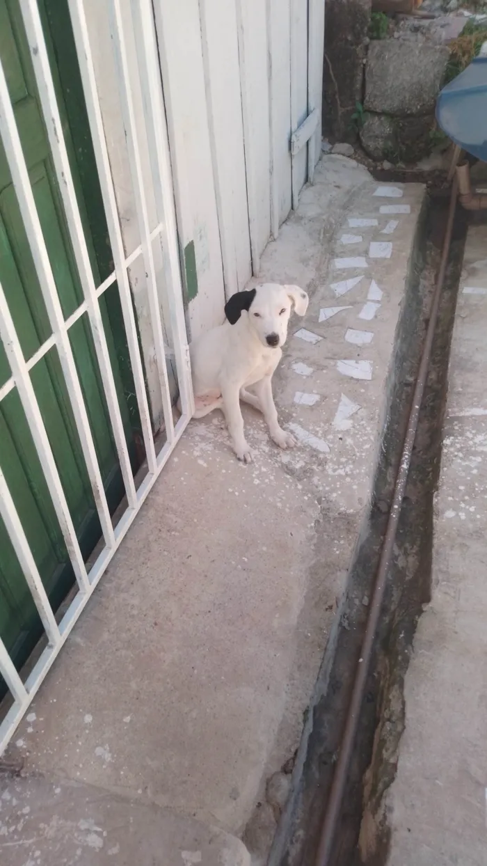 Cachorro ra a SRD-ViraLata idade 2 a 6 meses nome Lua