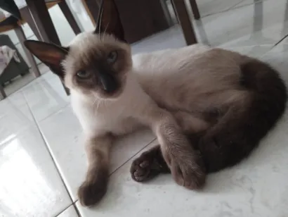 Gato raça Siamês idade 7 a 11 meses nome Zoe