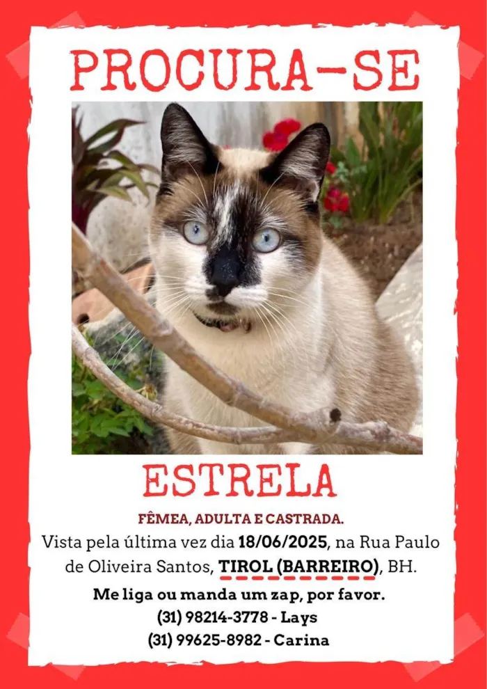 Gato ra a SRD-ViraLata idade 3 anos nome Estrela 
