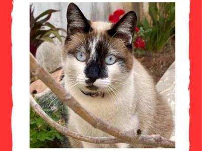 Gato raça SRD-ViraLata idade 3 anos nome Estrela 