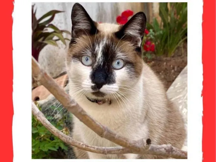 Gato ra a SRD-ViraLata idade 3 anos nome Estrela 