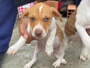 Cachorro raça SRD-ViraLata idade 2 a 6 meses nome Sem nome 