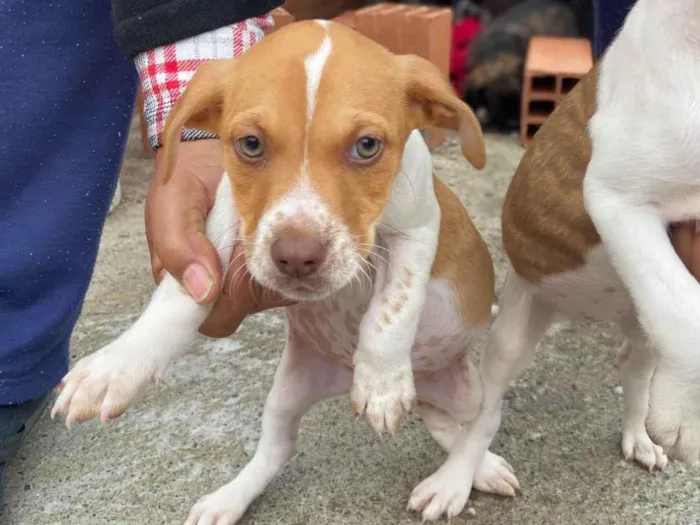 Cachorro ra a SRD-ViraLata idade 2 a 6 meses nome Sem nome 
