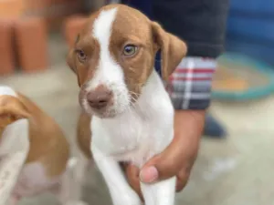 Cachorro raça SRD-ViraLata idade 2 a 6 meses nome Sem nome