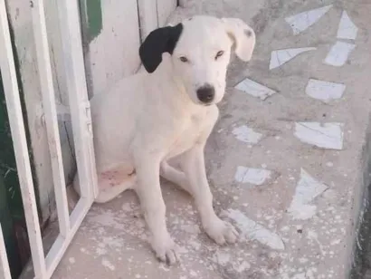 Cachorro raça SRD-ViraLata idade 2 a 6 meses nome Lua