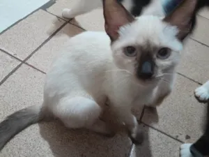 Gato raça Siamês idade 7 a 11 meses nome May