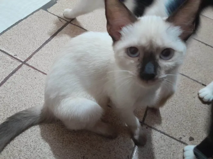 Gato ra a Siamês idade 7 a 11 meses nome May