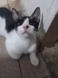 Pipoca