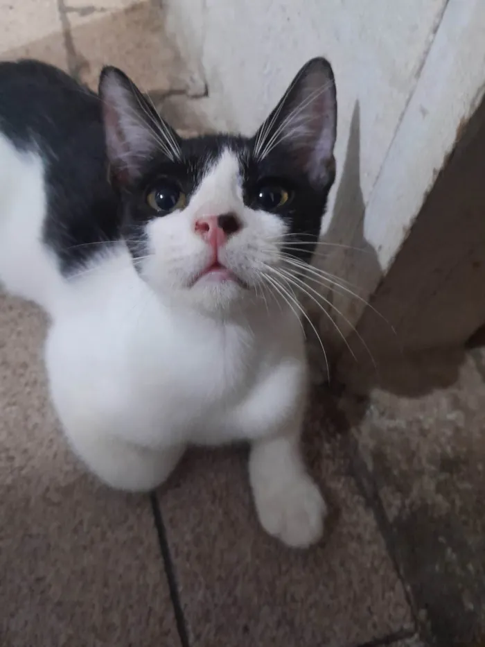 Gato ra a Frajola idade 7 a 11 meses nome Pipoca