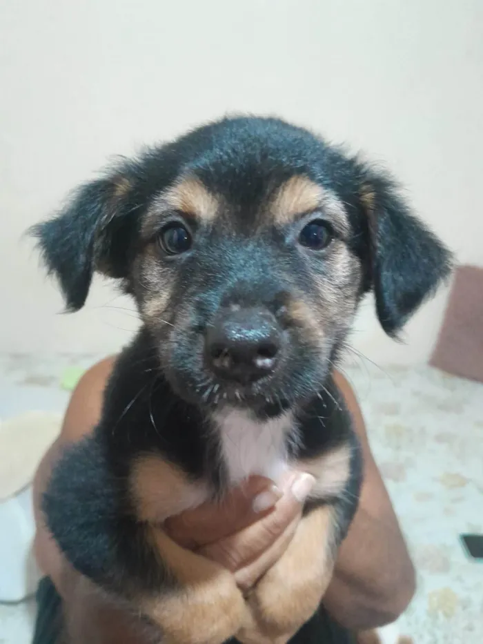 Cachorro ra a SRD-ViraLata idade Abaixo de 2 meses nome Panetone