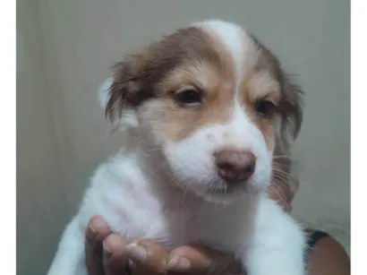 Cachorro raça SRD-ViraLata idade Abaixo de 2 meses nome Belinha