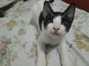 Gato raça Frajola idade 7 a 11 meses nome Mimi