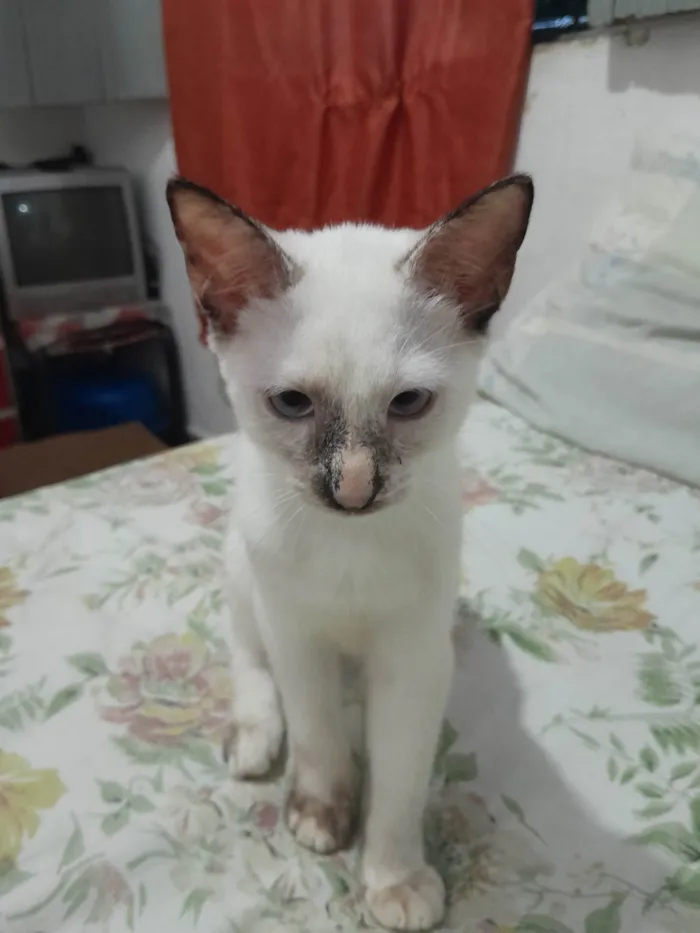 Gato ra a Siamês idade 2 a 6 meses nome Mumu
