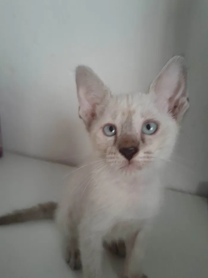 Gato ra a Siamês idade Abaixo de 2 meses nome Sem nome 