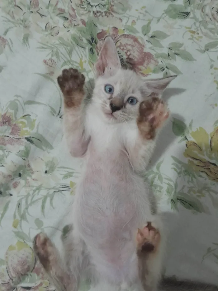 Gato ra a Siamês idade 2 a 6 meses nome Sem nome 