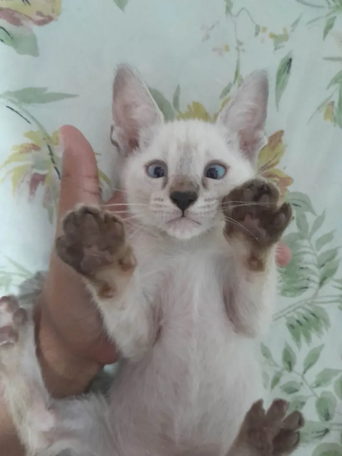 Gato ra a Siamês idade 2 a 6 meses nome Sem nome 