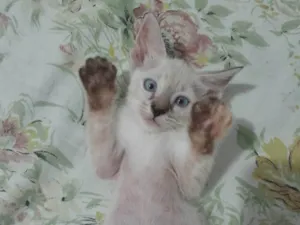 Gato raça Siamês idade 2 a 6 meses nome Sem nome 