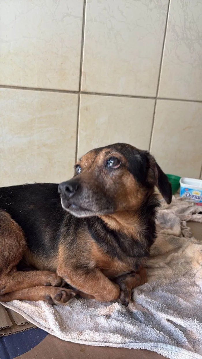 Cachorro ra a SRD-ViraLata idade 6 ou mais anos nome FERNANDA BILLER XAVIER