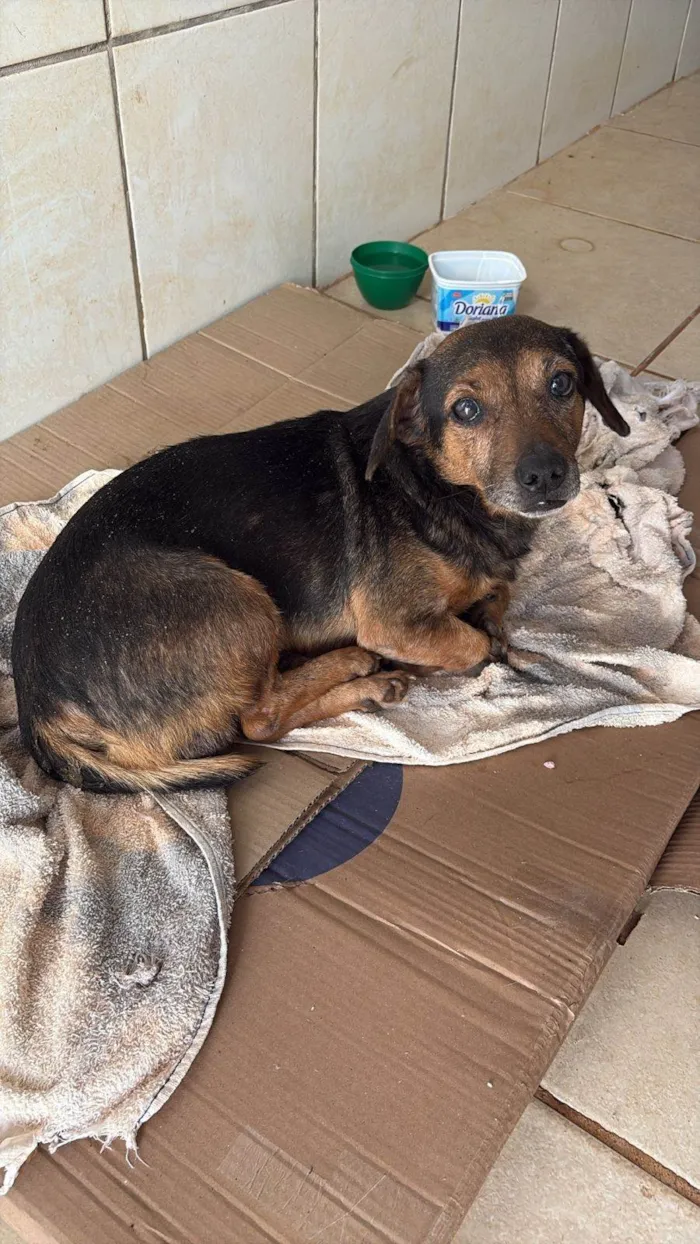 Cachorro ra a SRD-ViraLata idade 6 ou mais anos nome FERNANDA BILLER XAVIER