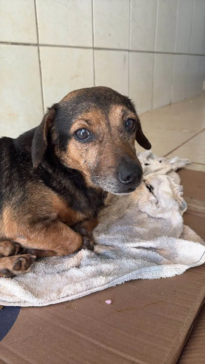 Cachorro ra a SRD-ViraLata idade 6 ou mais anos nome FERNANDA BILLER XAVIER