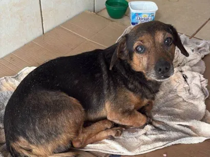 Cachorro raça SRD-ViraLata idade 6 ou mais anos nome FERNANDA BILLER XAVIER