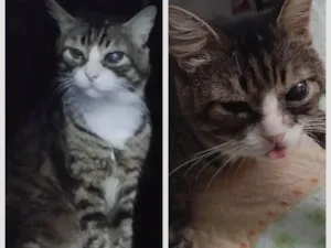 Gato raça SRD-ViraLata idade 6 ou mais anos nome Fred