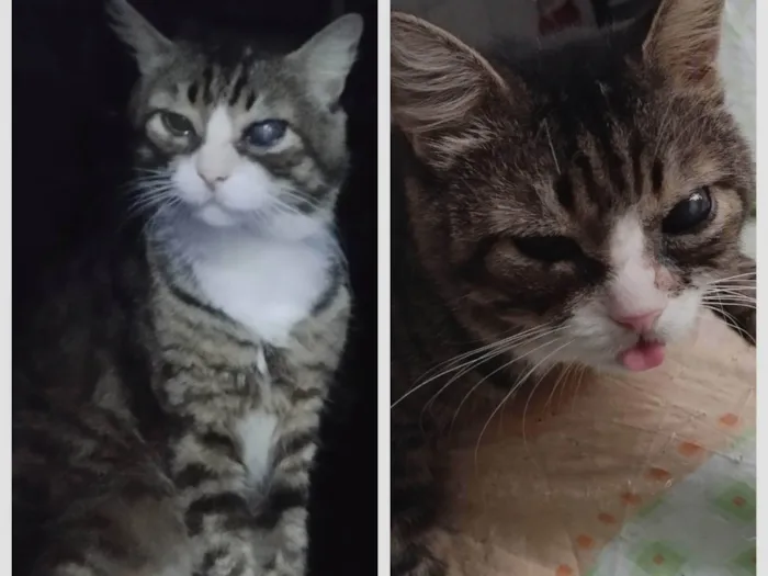 Gato ra a SRD-ViraLata idade 6 ou mais anos nome Fred